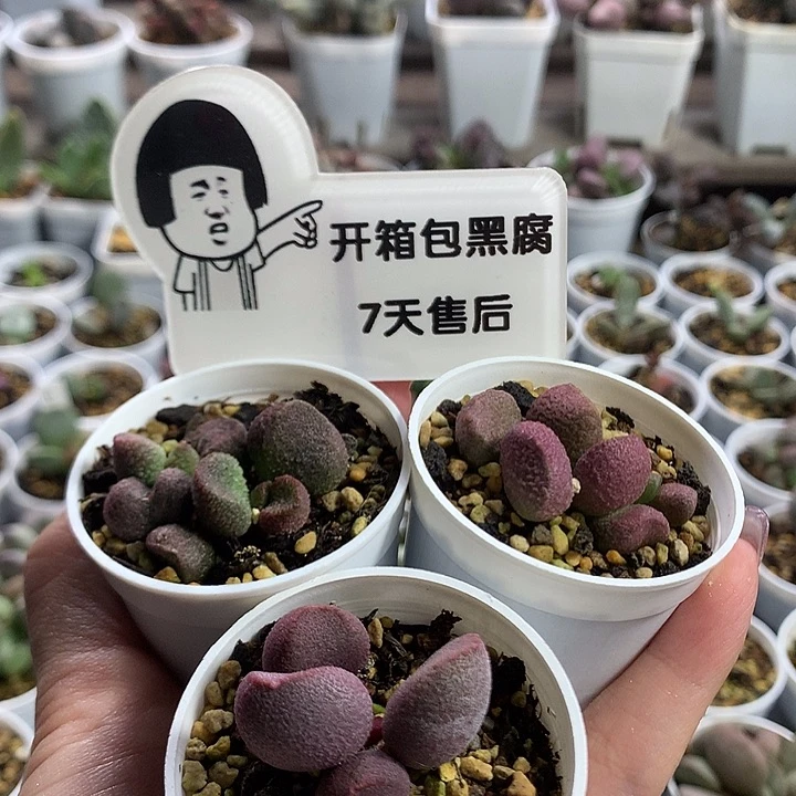 新手组合2 —专拍专拍