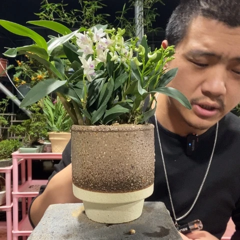 ****木以实际为准盆景绿植盆栽43