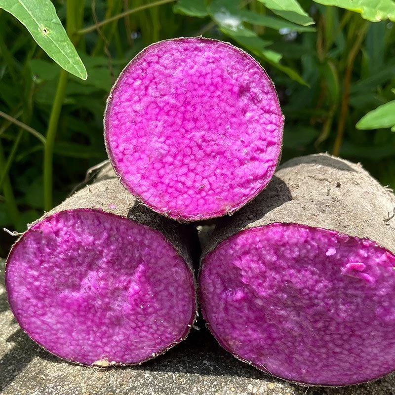 山药贵州新鲜紫山药