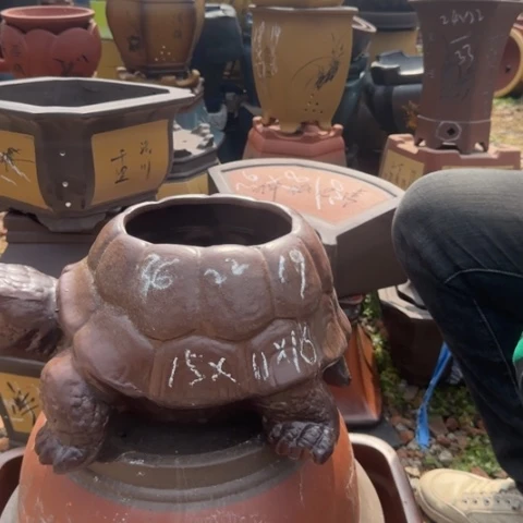 紫砂花盆紫砂花盆盆景盆栽