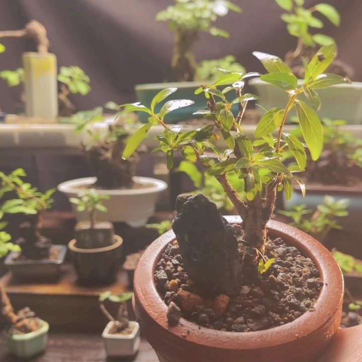 当前无花朵，栽培后可花朵