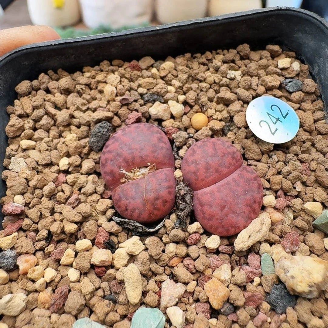 20包邮默认脱土发货242