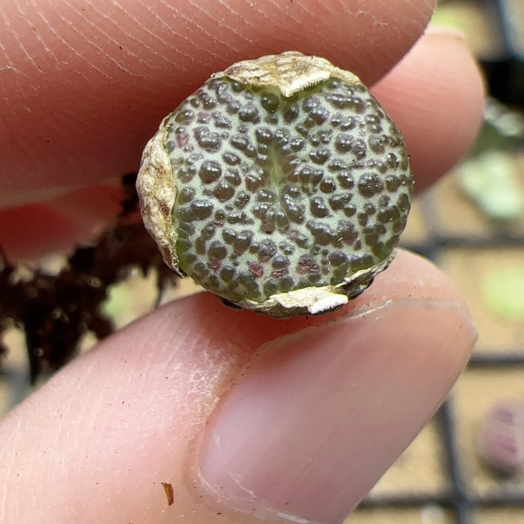 【闪购商品】281 梅花