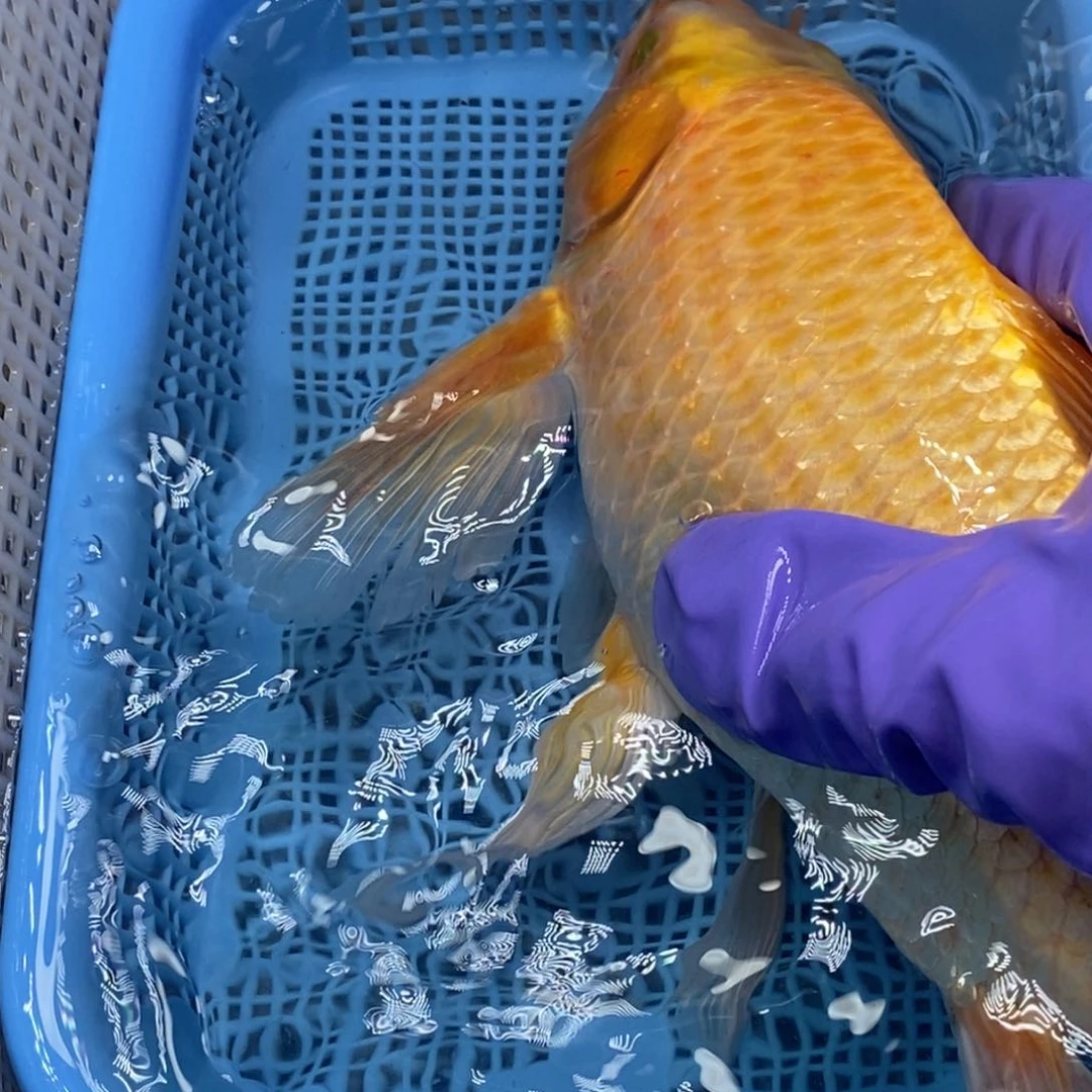 锦鲤冷水锦鲤包邮