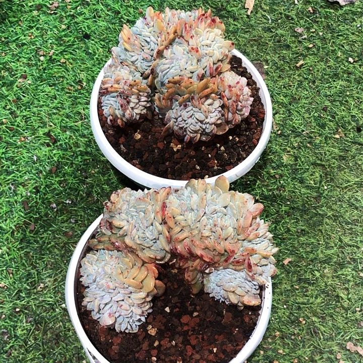 原始海棠花缀化多肉植物