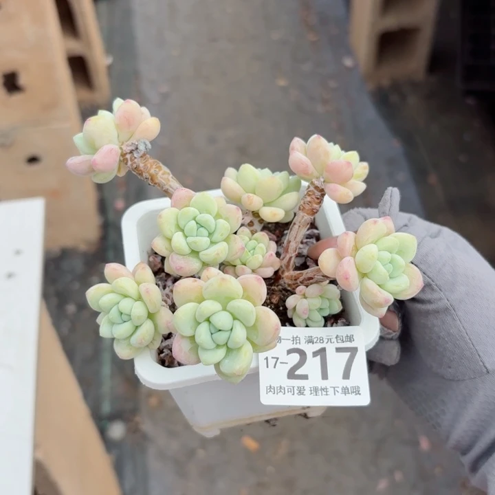 樱花罗琦无盆土发货多肉多