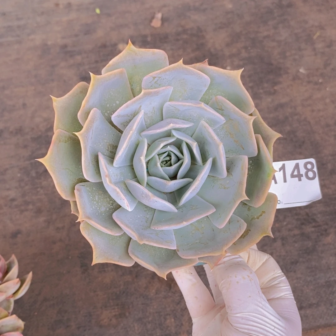 148不知名一物一拍