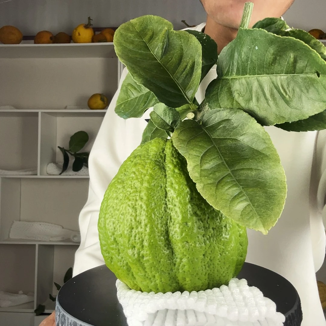 闻***晴香水柠檬云南高山大香橼