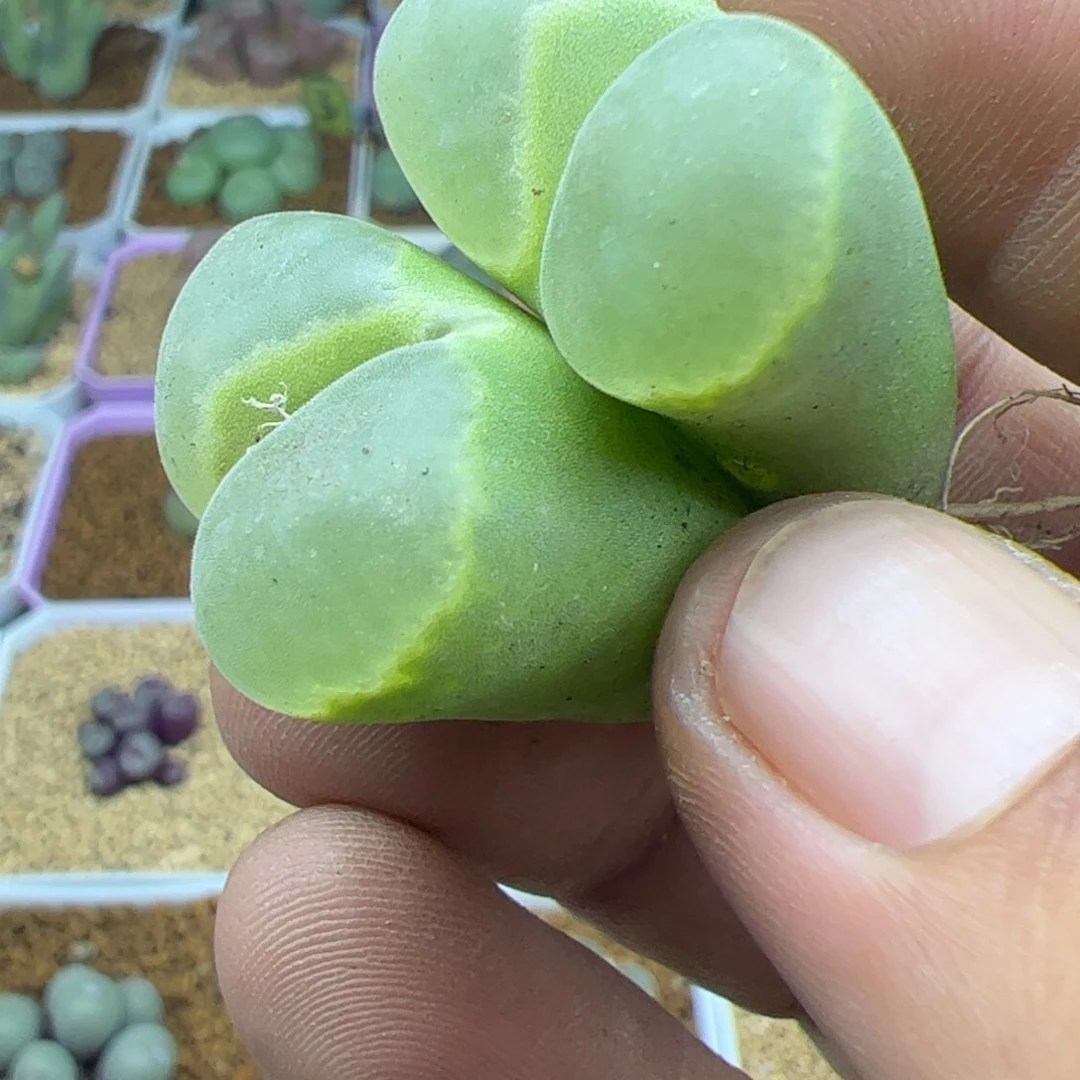 单头2.7厘米22337