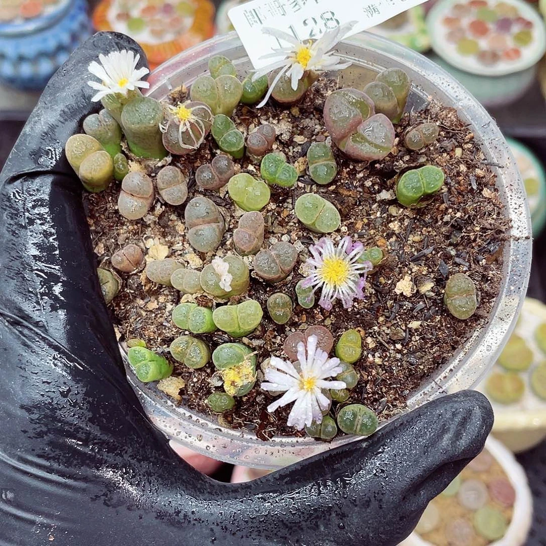 生石花满18包邮1128-48