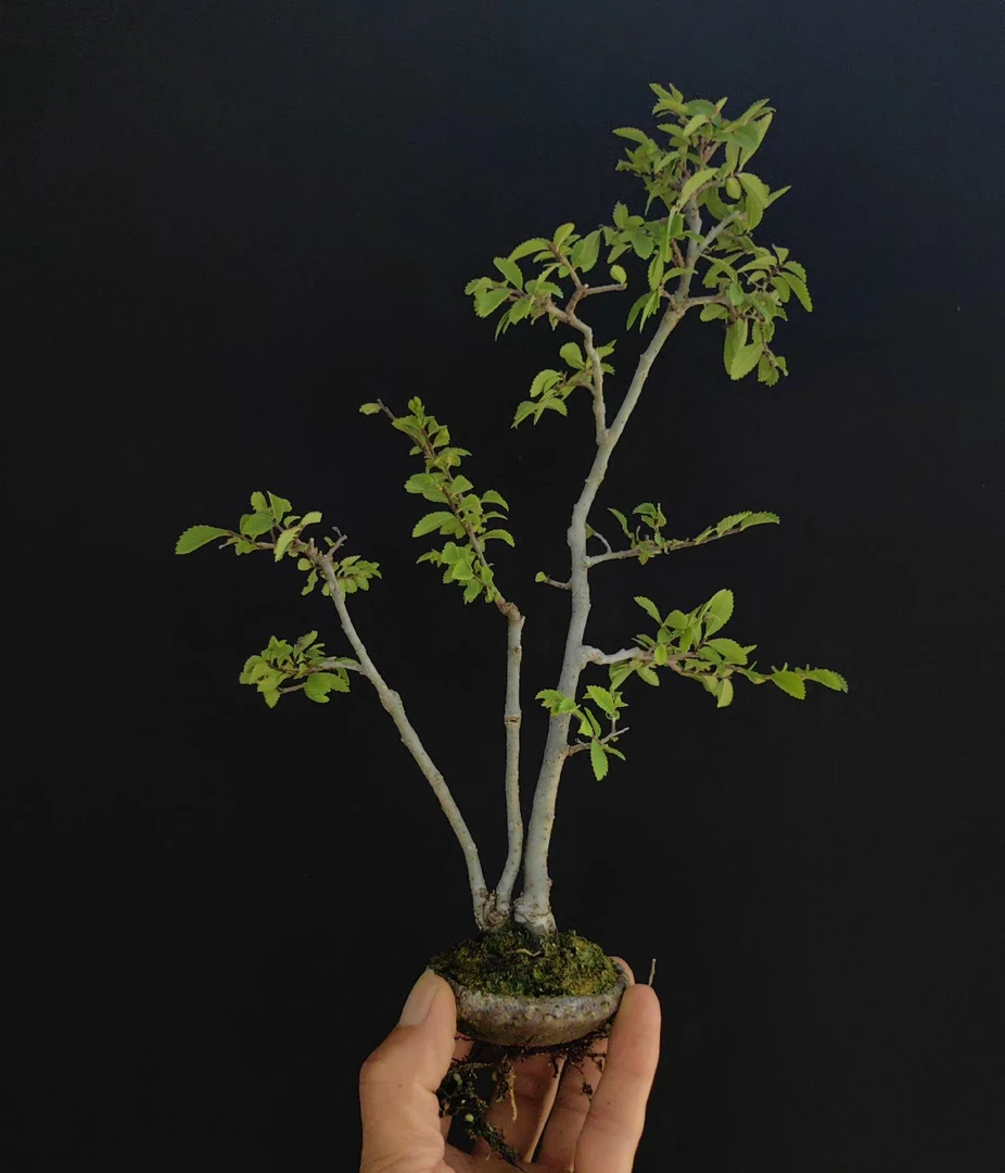 小叶榔榆 大红袍石榴 绿植盆景盆栽