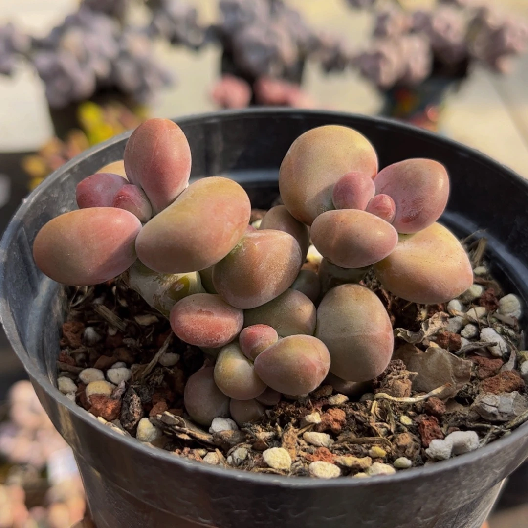 906/5cm芒果kk奶多肉