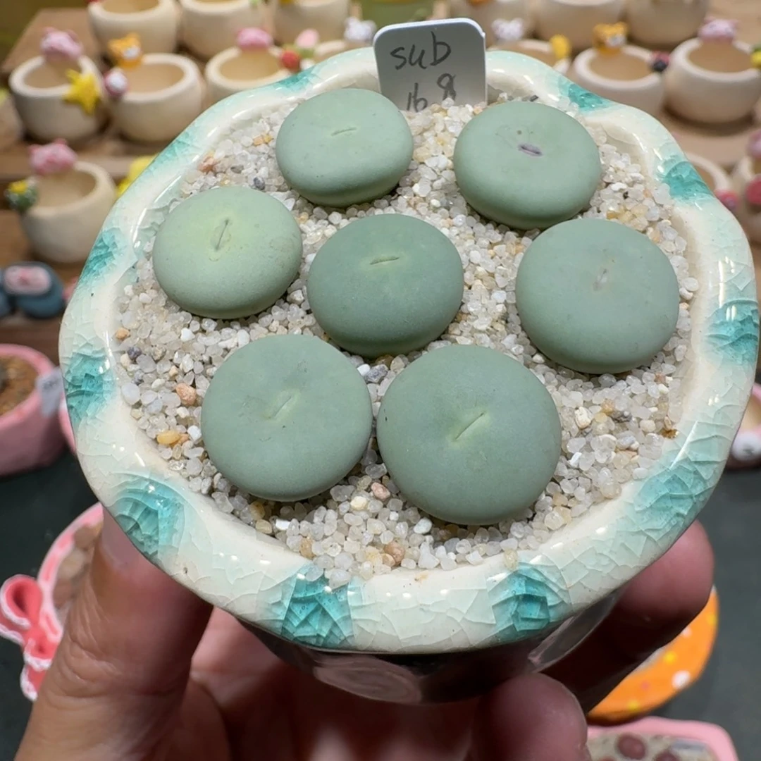 蘑菇1334sub嘴多肉植物