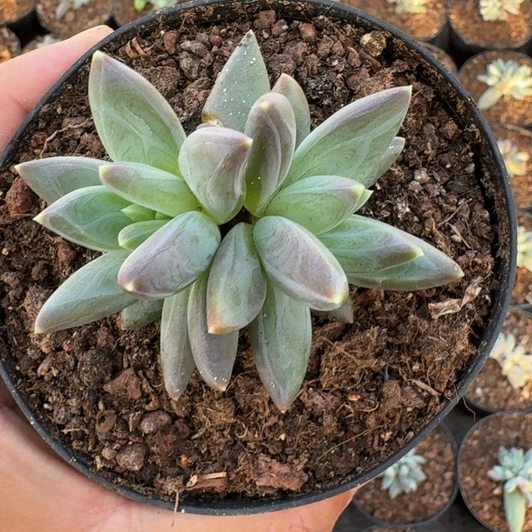 雪戴利 双头  一物一拍