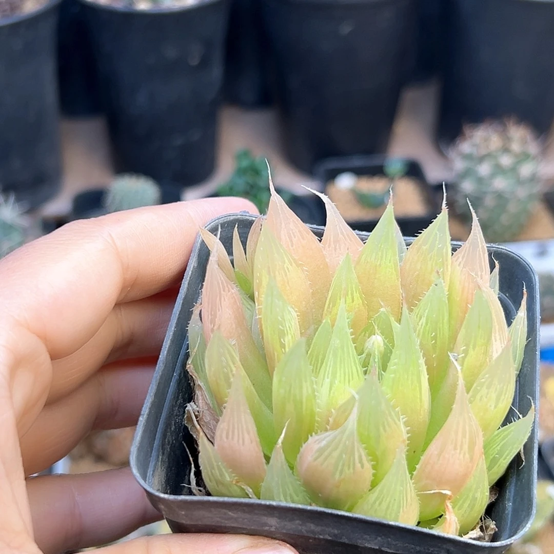 钻石玉露一颗一颗一颗