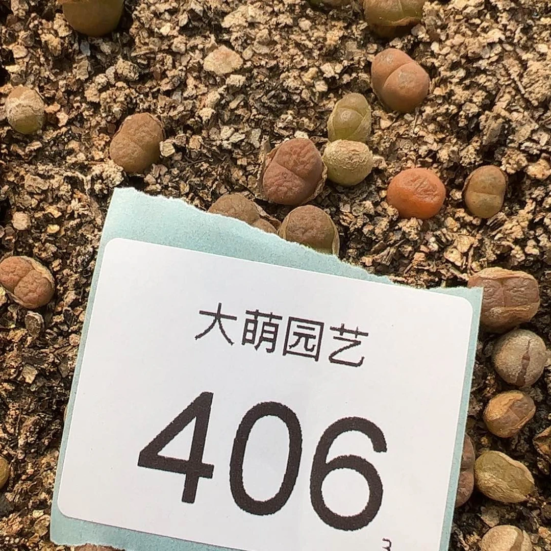 0000406量拍EH980超级蛋糕风铃1颗尺寸不大