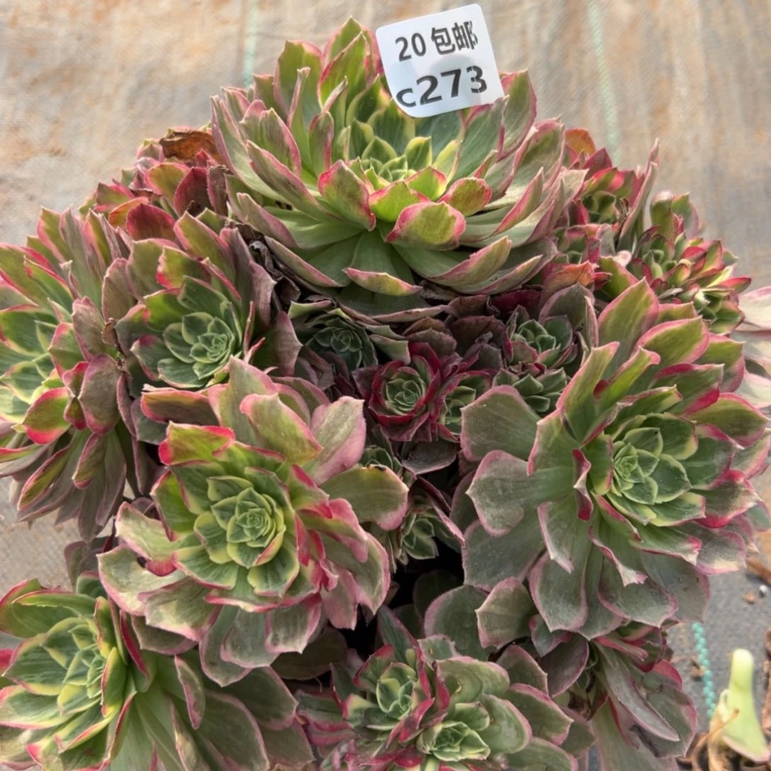 273万花筒，多肉法师