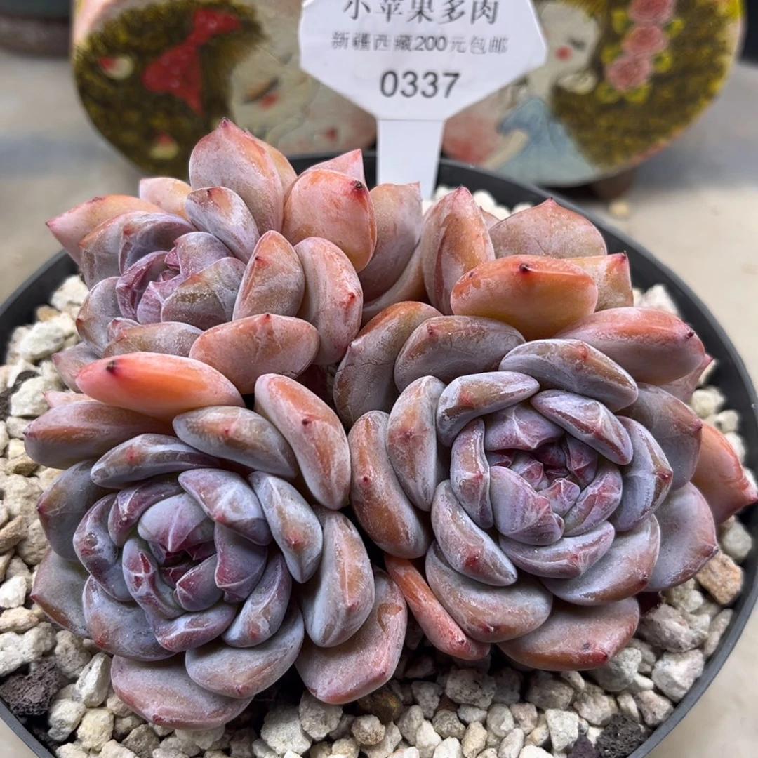 绿底紫心337/11cm5头
