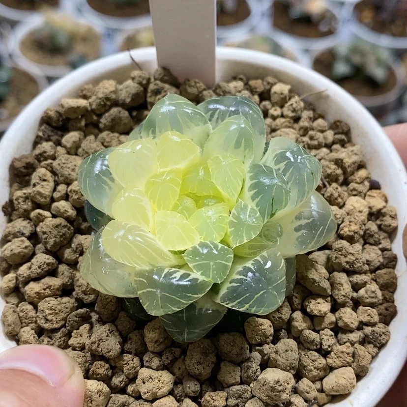 【闪购商品】297实生