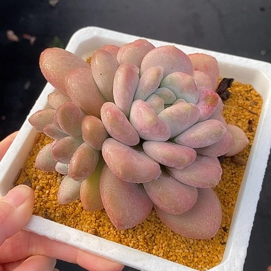 1207多肉植物老桩