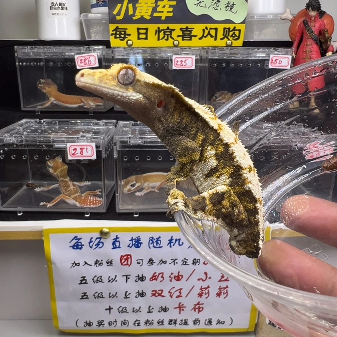 睫角守宫超黑底橙纹奶油三色