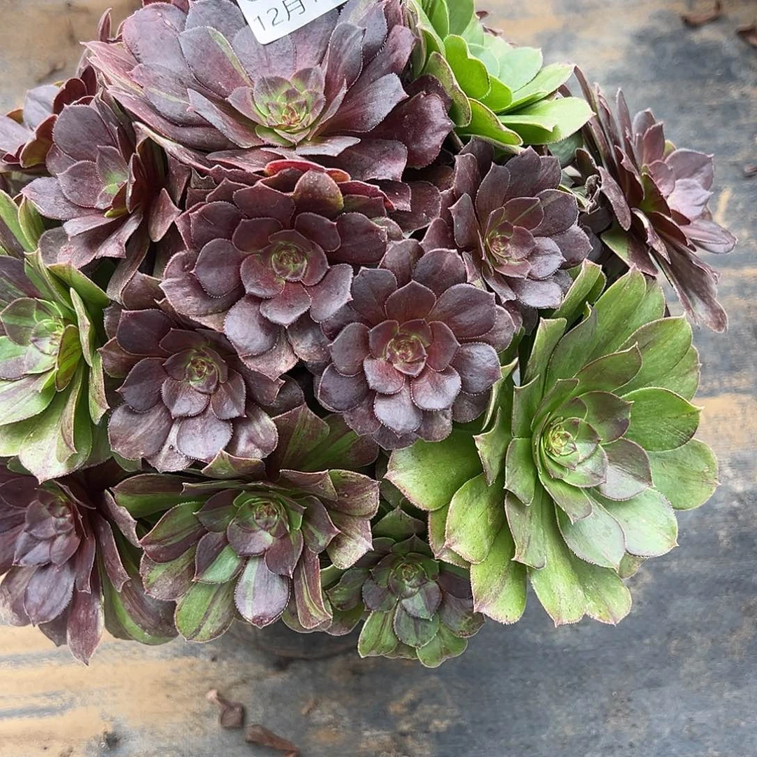 12.11-15花月夜多肉植物