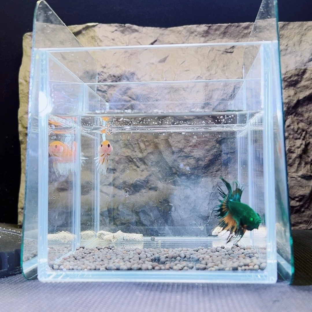 海水鱼精品精品精品精品