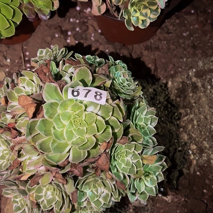 678万花筒多肉植物