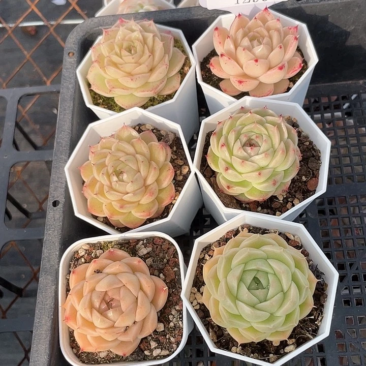 薇薇安园艺多肉1299