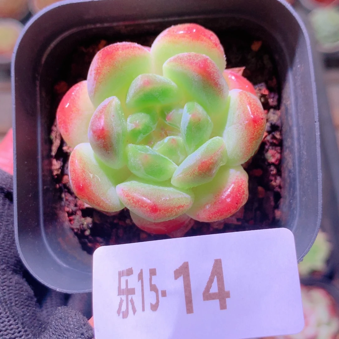 乐然15-14 新品单头