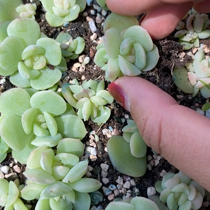 谪仙小苗一个多肉