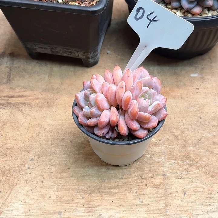 多肉植物，雪天使4号