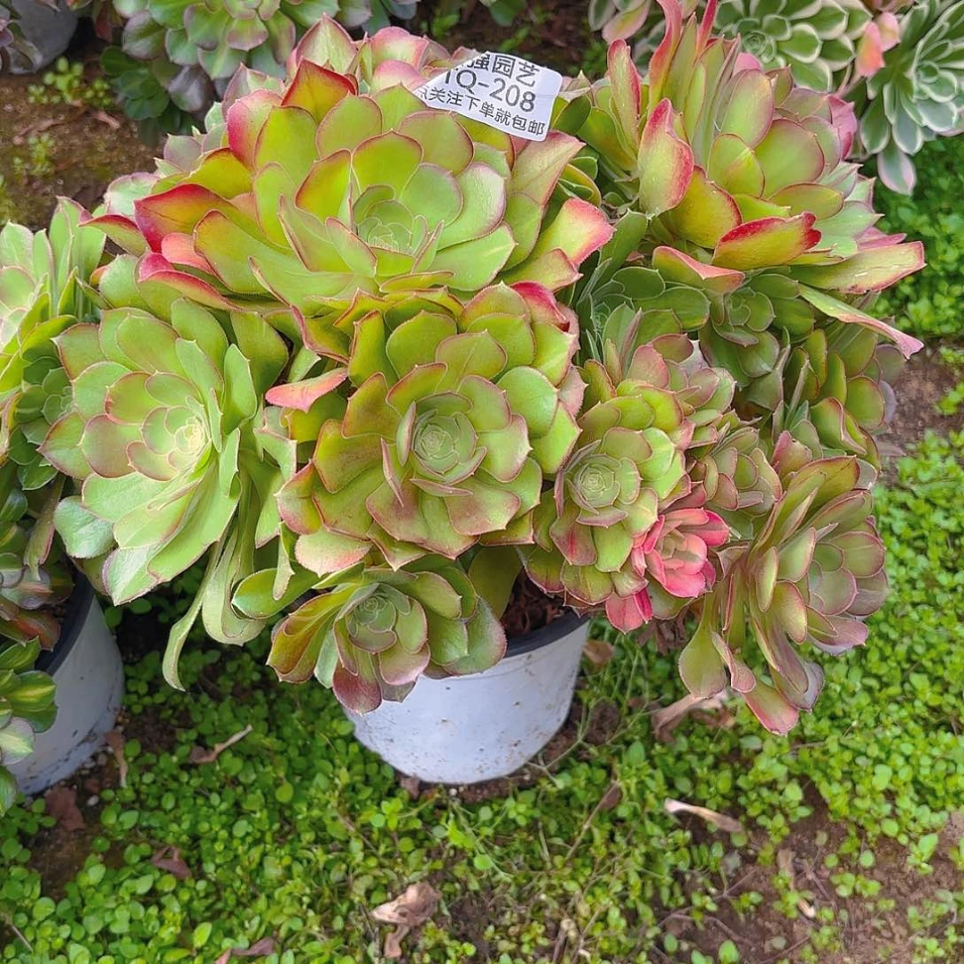 黄玫瑰老庄多肉植物208