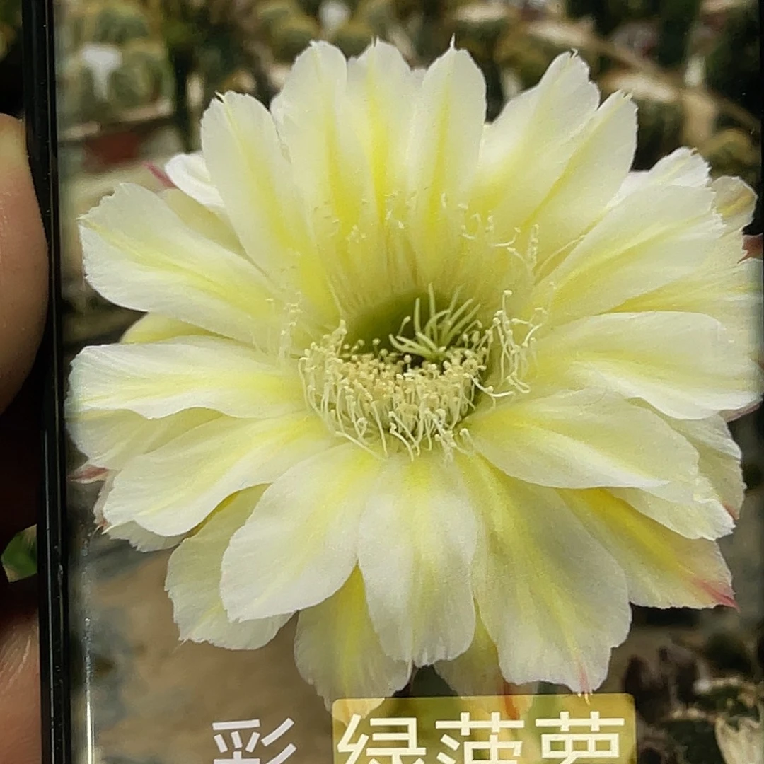 彩 绿菠萝侧芽 歪 满20包邮5公分