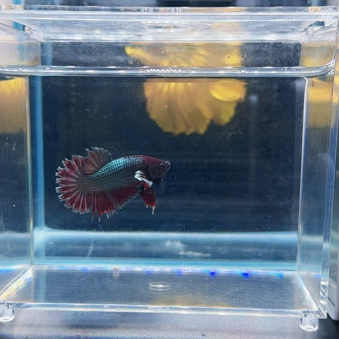 斗鱼概率图我哦莫健健康康