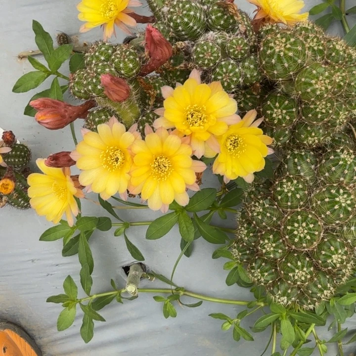 矮胖白檀533侧芽一个