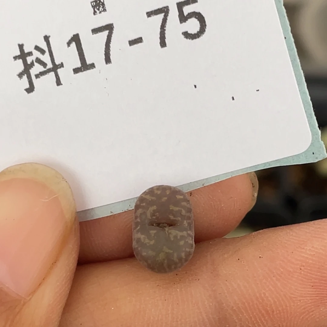 17-75马克杂多肉植物
