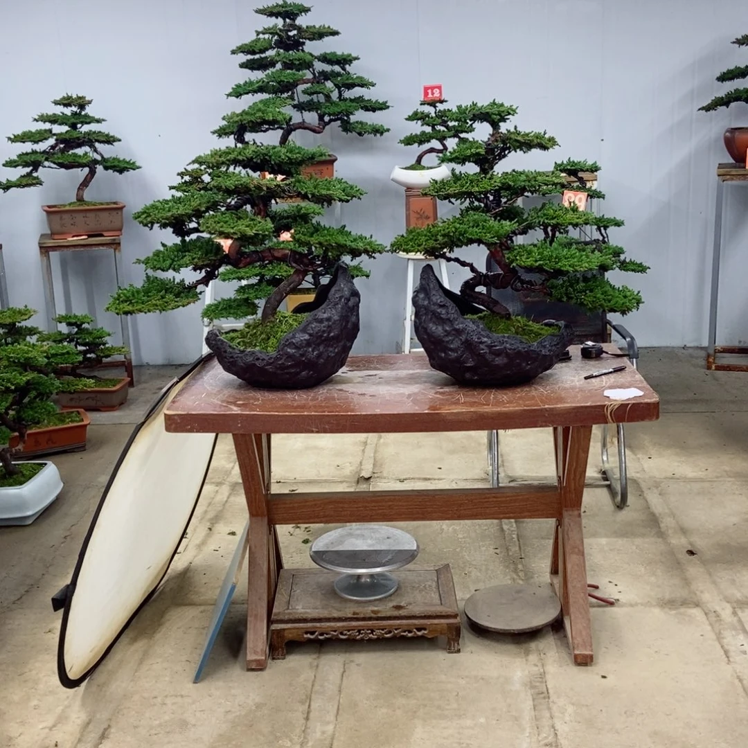 无花朵珍珠柏盆景