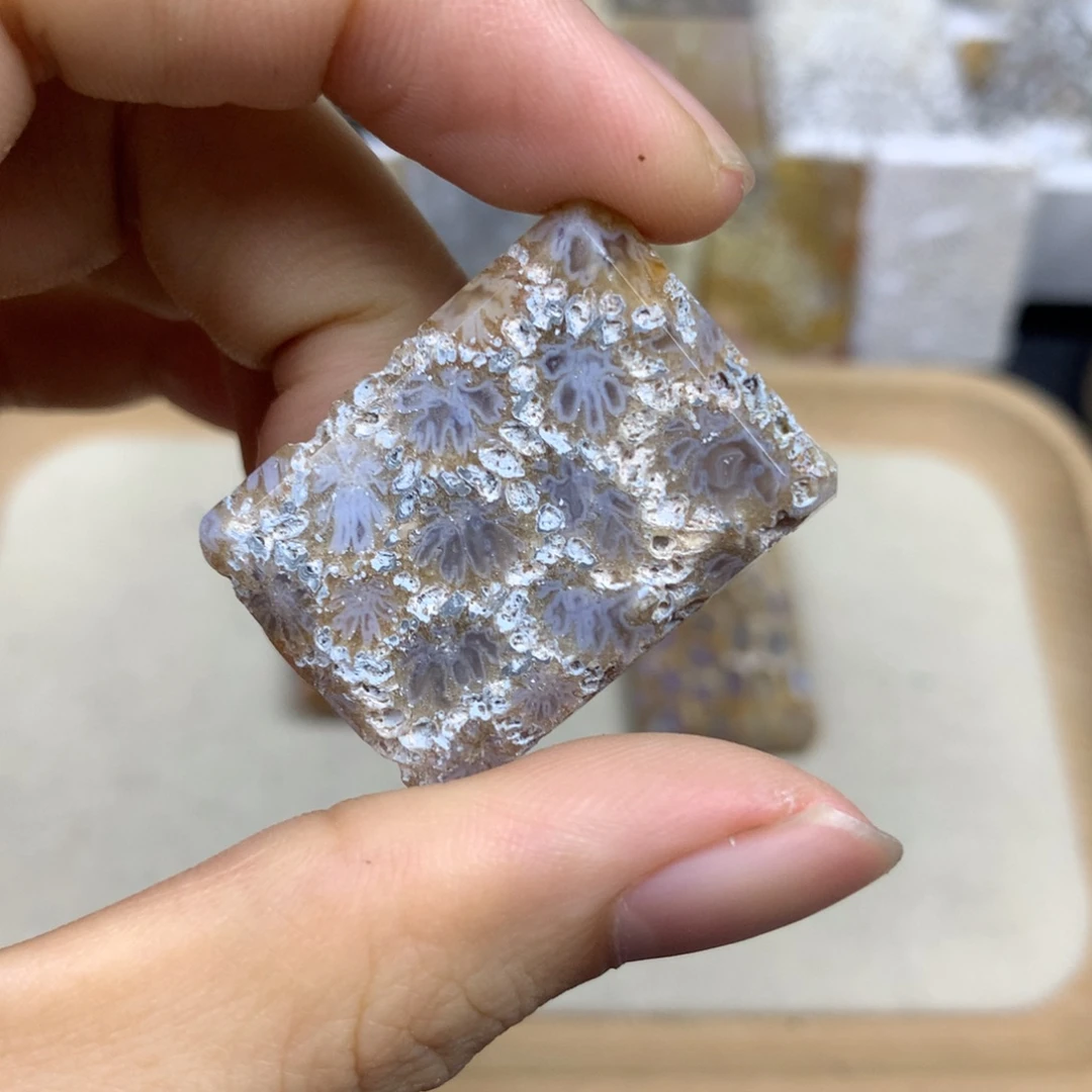 呆***！未镶嵌无硅化珊瑚（珊瑚玉）