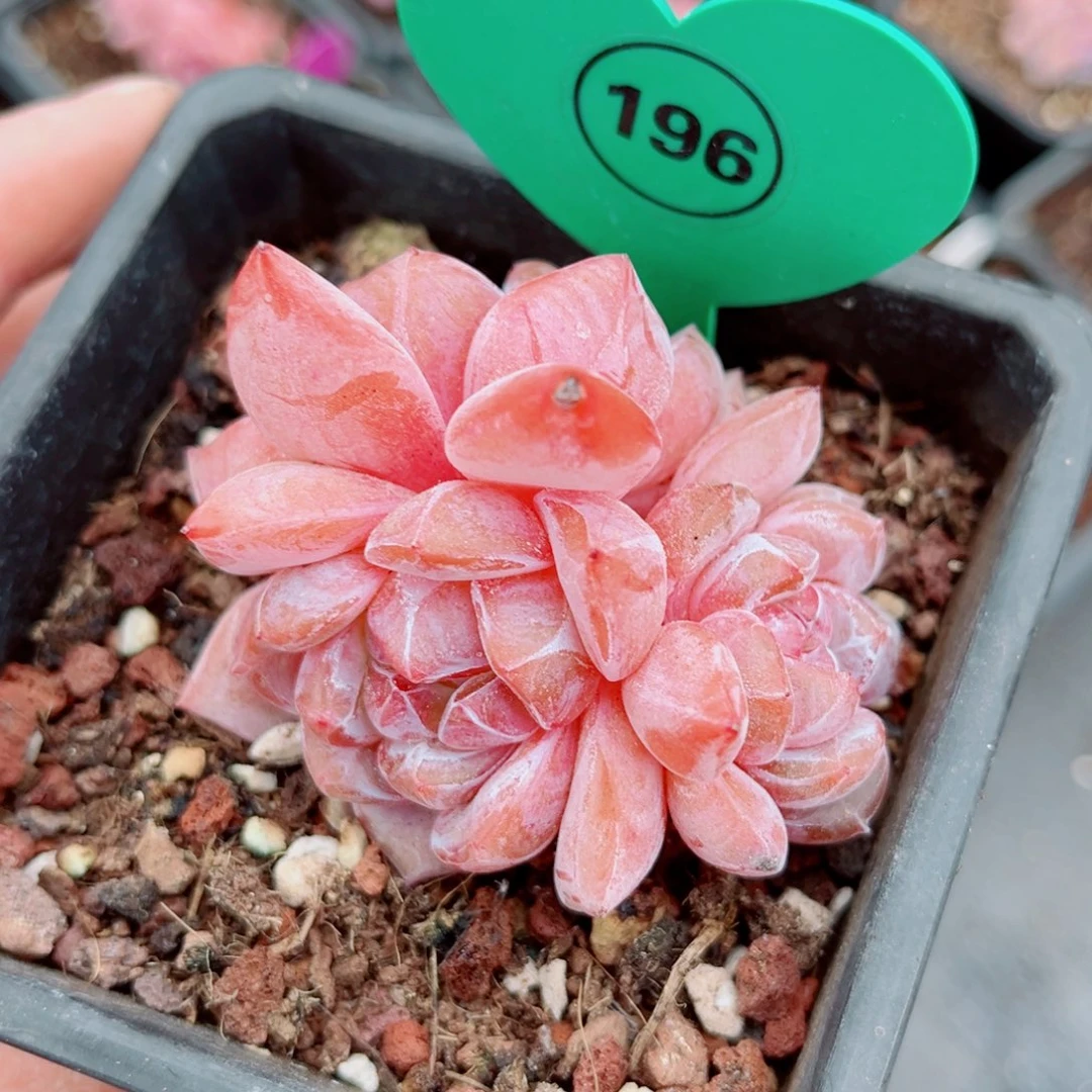 196号小老桩石榴籽星影群