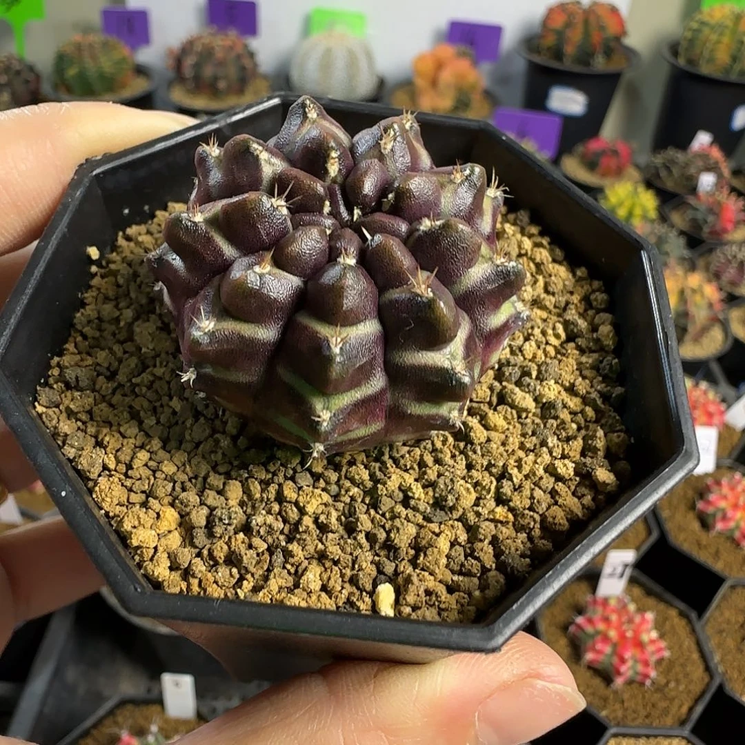 泰系实生梦想喜欢直接拍