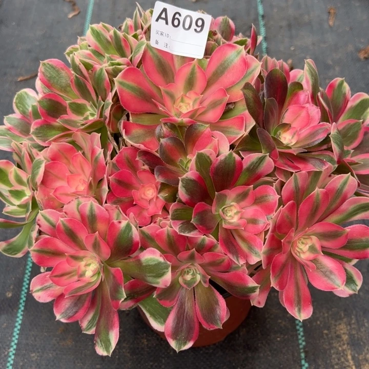 609妖月26厘米左右