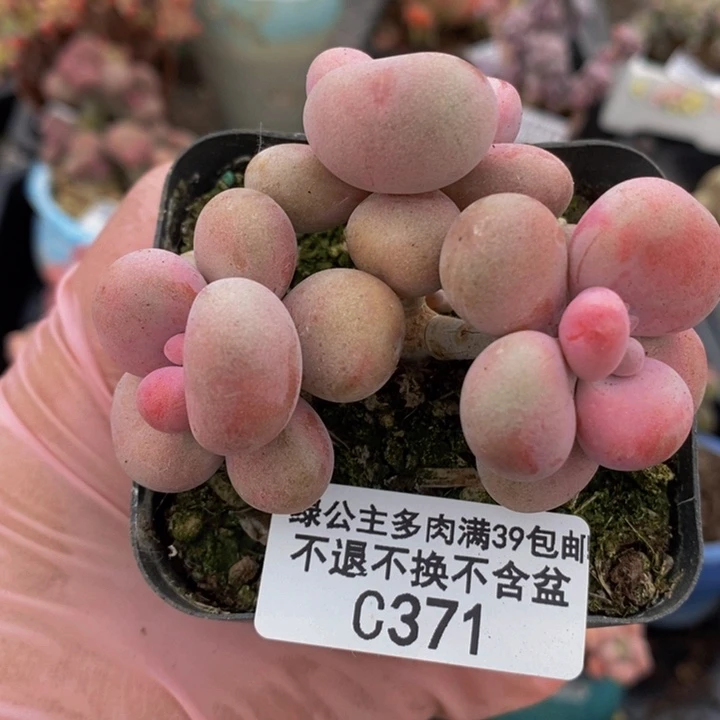 腰子桃蛋7cm371多肉q