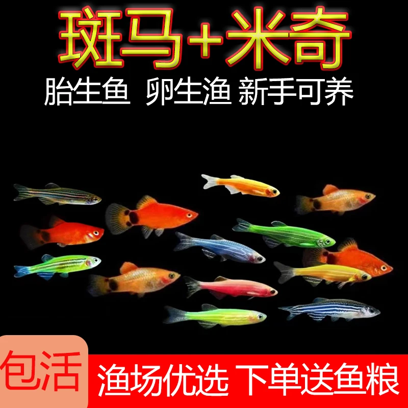 鱼活鱼观赏鱼米奇鱼斑马鱼好养新手练手鱼繁殖快耐养