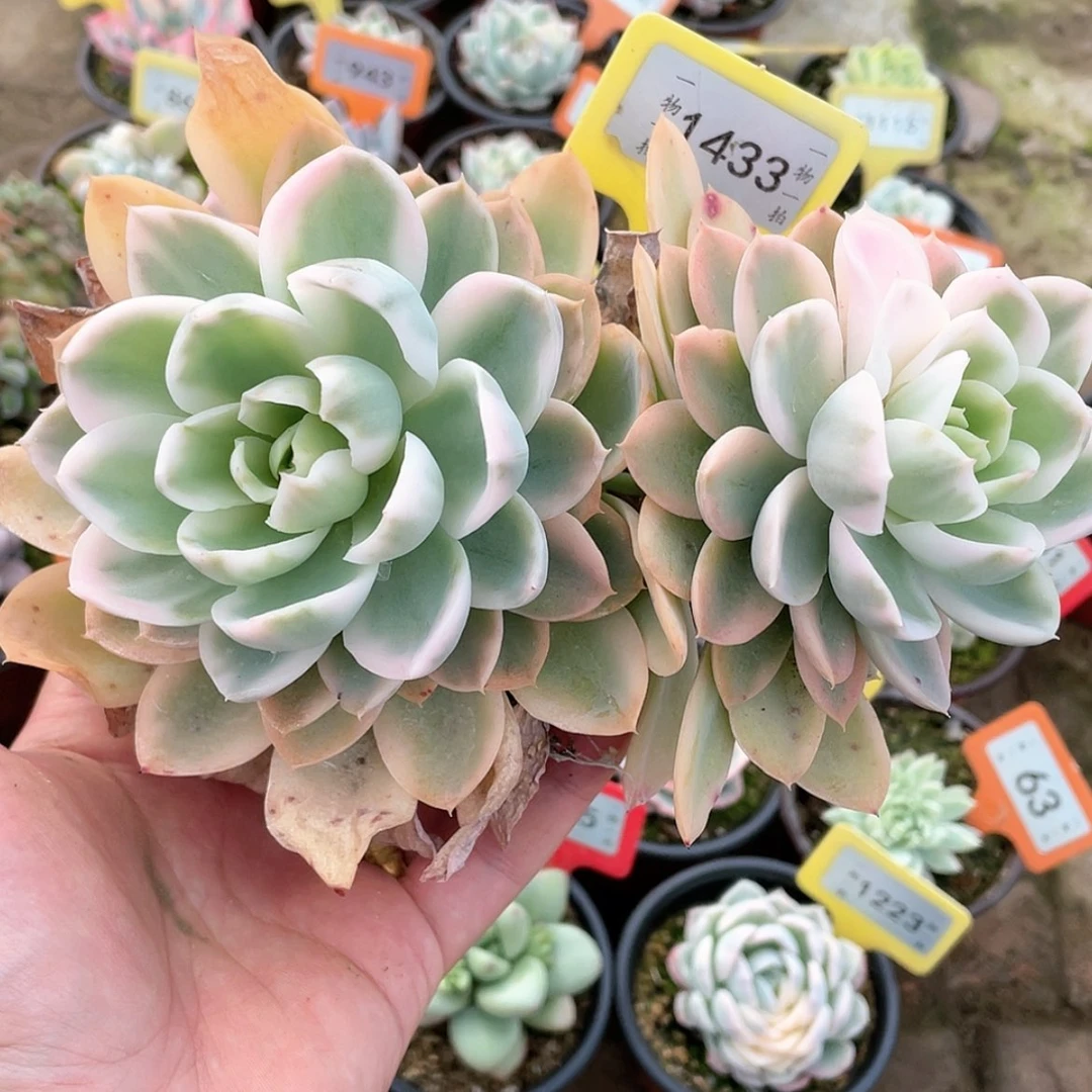 【闪购商品】1433号