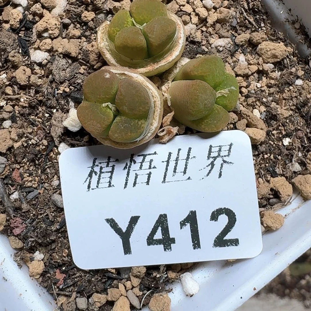412盒多肉植物哇c v
