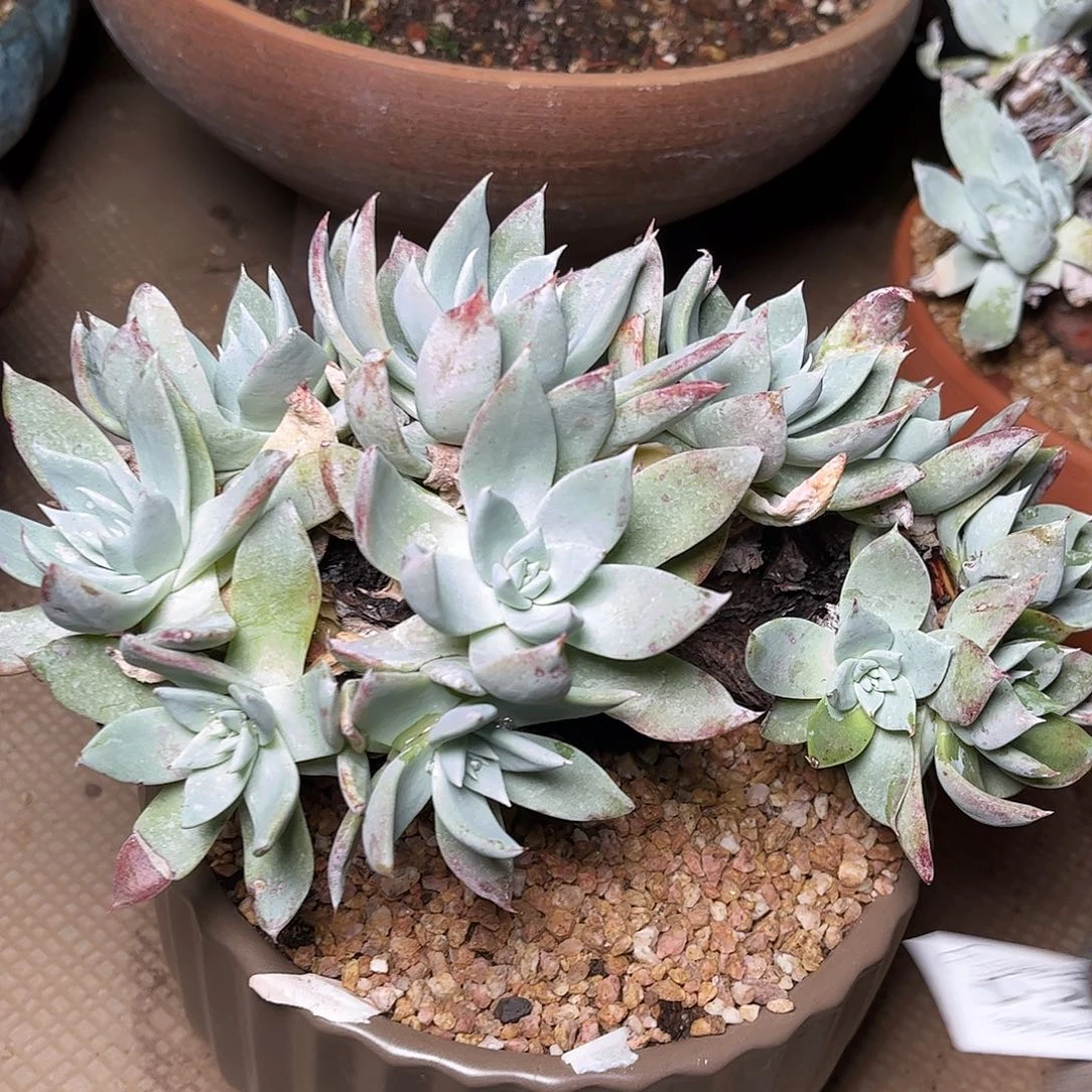 2415苹果叶杂交多肉