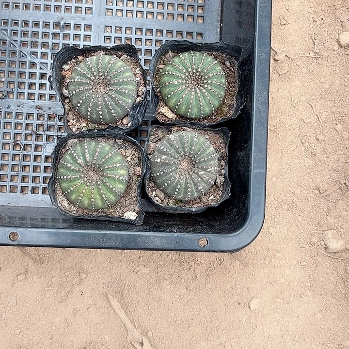 恭喜发财恭喜发财