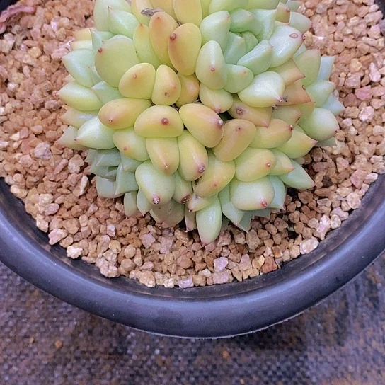 无花朵寶*爺象牙多肉植物