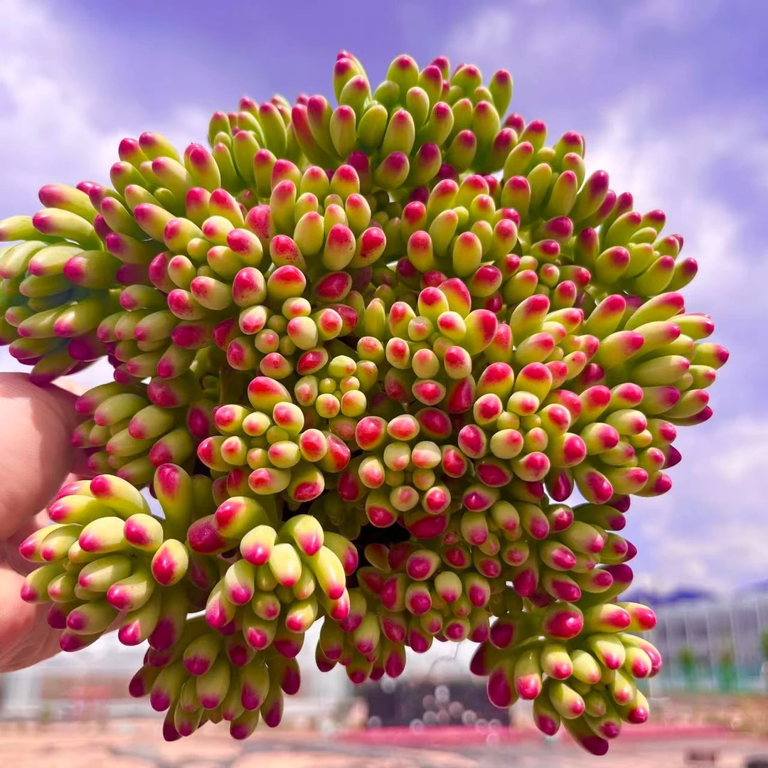 【香香春萌】带盆带土发 多肉植物 新手好养 带香味多肉